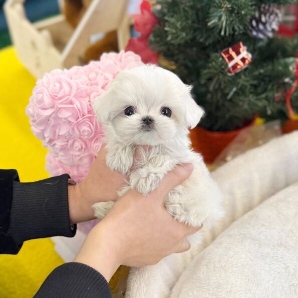 Cavapoo