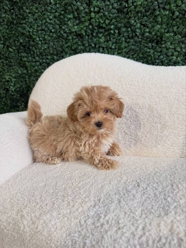Maltipoo